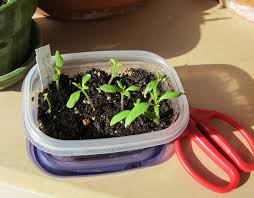 🍓Creamy Strawberry seeds