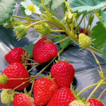 🍓Creamy Strawberry seeds