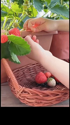 🍓Creamy Strawberry seeds