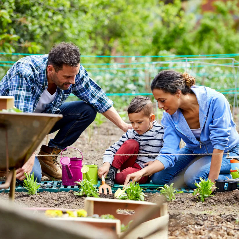 Seeds Garden Colorful