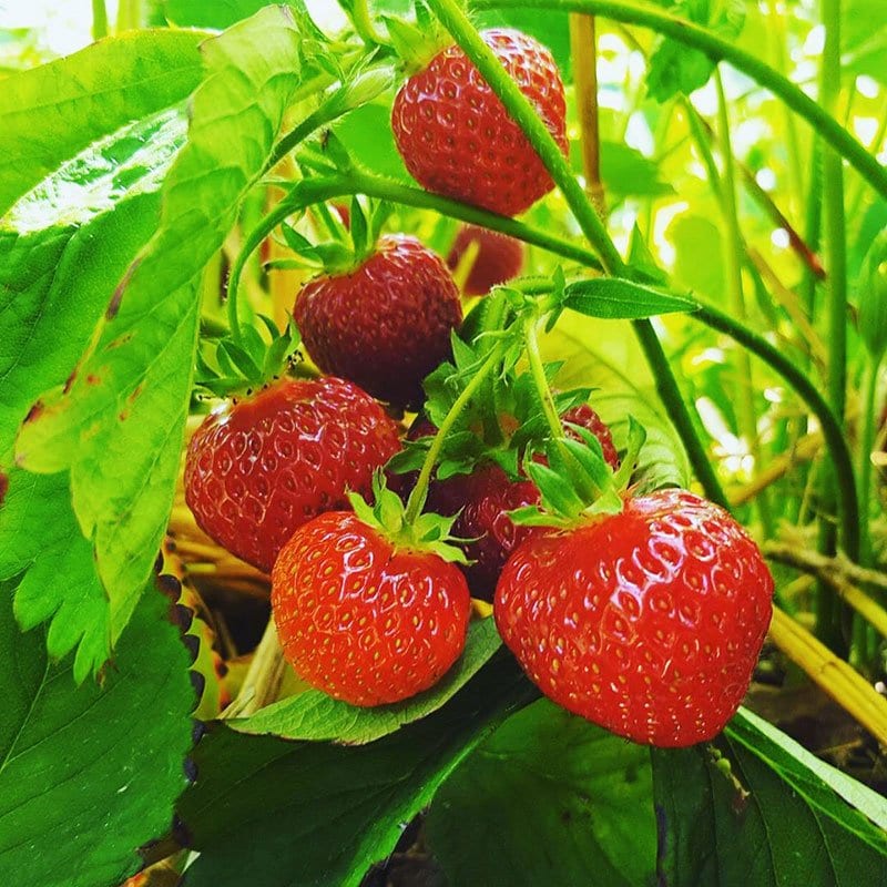 🍓Creamy Strawberry seeds